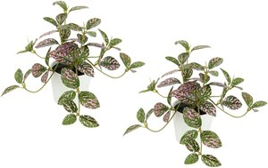 I.GE.A. Kunstpflanze "Künstliche Zimmerpflanze mini Aucuba im Topf Pflanze"