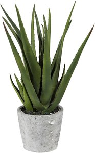 Creativ green Künstliche Zimmerpflanze "Aloe im Zementtopf"