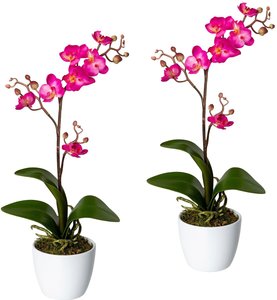 Creativ green Kunstpflanze "Orchidee Phalaenopsis", (Set, 2 St.), im Keramiktopf