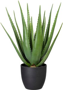 Creativ green Künstliche Zimmerpflanze "Aloe"