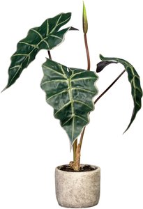Creativ green Künstliche Zimmerpflanze "Alocasia"