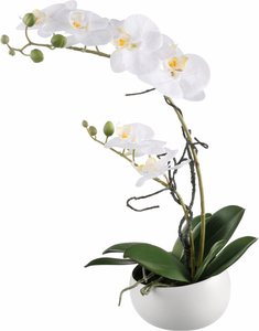 Creativ green Kunstpflanze "Orchidee", (1 St.)