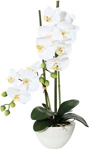 Creativ green Kunstpflanze "Orchidee", (1 St.)