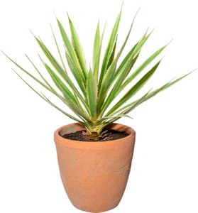 Creativ green Künstliche Zimmerpflanze "Yucca im Terracottatopf"