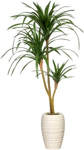 Creativ green Künstliche Zimmerpflanze "Dracaena marginata", (1 St.), in Keramikvase