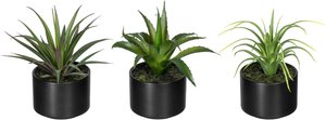 Creativ green Künstliche Zimmerpflanze "Set aus Aloe, Agave und Tillandsie"