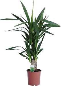 Dominik Zimmerpflanze "Yucca-Palme", (1 St.), Höhe: 60 cm, 1 Pflanze