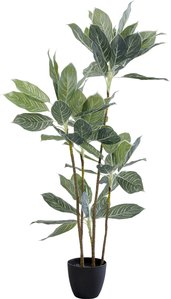 Deko Pflanze Calathea 140cm