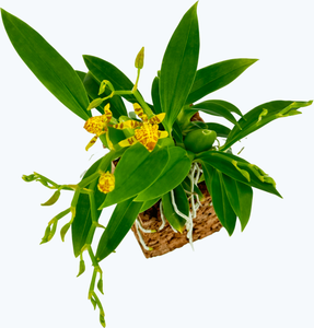 Mini-Duft-Orchidee Cyrtochilum Meirax im Korkquader