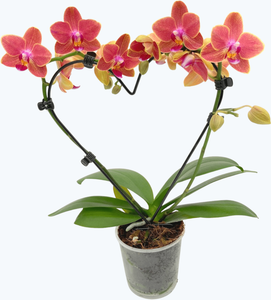 Herzförmige Table Dance Orchidee Allen mit orangenen Blüten