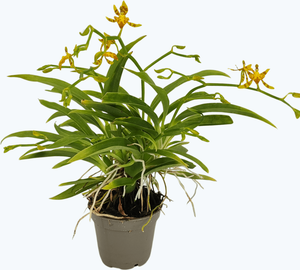 Mini-Duft-Orchidee Cyrtochilum Meirax