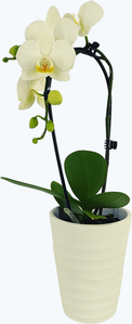 Wasserfall Orchidee Table Dance mit weißen Blüten und Keramik