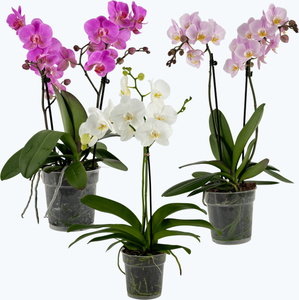 3er Set Große Orchideen mit 2 Stielen im Farbmix