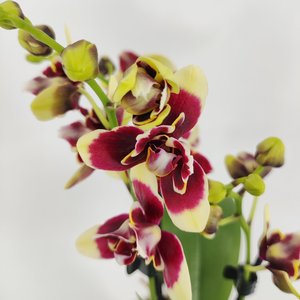 Pelorische Orchidee