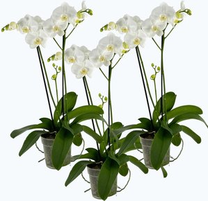 3er Set Große Orchideen mit weißen Blüten und 2 Stielen