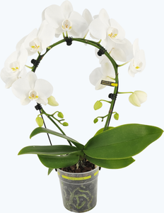 Rundbogen Orchidee im 12cm Topf mit rosa oder weißen Blüten