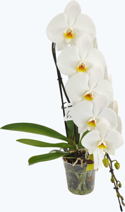 Wasserfall Orchidee mit 12+ weißen Blüten