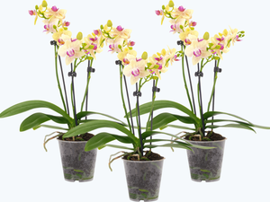 Table Dance Orchideen mit gelben Blüten und 2+ Stielen im 3er Set