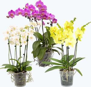 Große Two of Us Orchideen Farbmix mit 3 Stielen im 3er Set