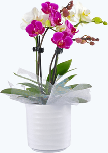 Cocktail Orchidee mit lila und weißen Blüten, Keramik und Dekovlies