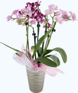 Cocktail Orchidee mit lila und rosa Blüten, Keramik und Dekovlies