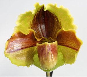 Frauenschuh Orchidee Lippewunder
