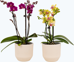 Table Dance Orchideen Farbmix mit 3+ Stielen und weißer Keramik im 2er Set