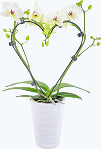 Herzförmige Table Dance Orchidee mit Keramik
