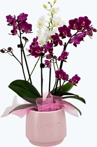 Cocktail Orchidee mit lila und weißen Blüten im Keramiktopf Love mit Dekovlies
