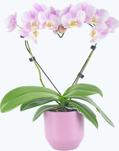 Herzförmige Table Dance Orchidee Angel Eyes mit Keramik