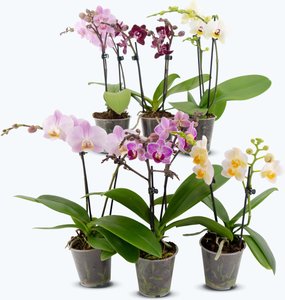 Table Dance Orchideen Farbmix mit 2+ Stielen im 6er Set