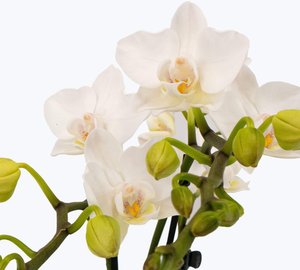 Table Dance Orchidee mit weißen Blüten und 2+ Stielen