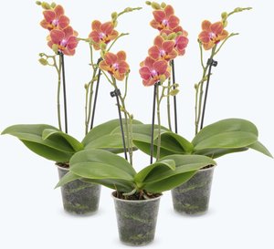 Table Dance Orchideen mit orangenen Blüten und 2+ Stielen im 3er Set