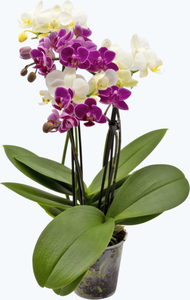 Cocktail Orchidee mit lila und weißen Blüten