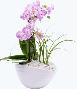 DIY-Set Orchideen-Schale zum Selbstbepflanzen