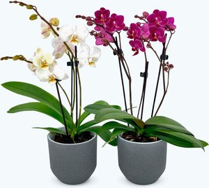Table Dance Orchideen Farbmix mit 3+ Stielen und dunkelgrauer Keramik im 2er Set