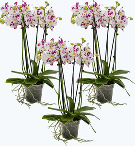 Große Two of Us Orchideen mit getupften Blüten und 4+ Stielen im 3er Set