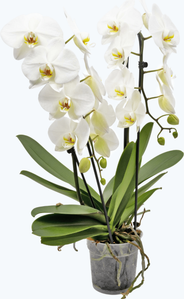 Wasserfall Orchidee mit großen weißen Blüten und 2 Rispen