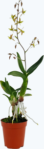 Mini-Orchidee Lanium Avicula