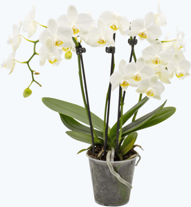 Table Dance Orchidee mit weißen Blüten und 2+ Stielen