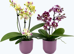 Table Dance Orchideen Farbmix mit 3+ Stielen und rosa Keramik im 2er Set