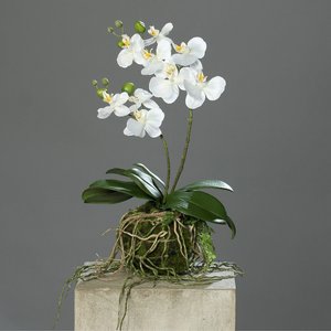 Kunstblume Orchidee mit Erdballen creme 43cm