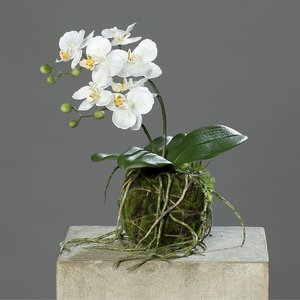 Kunstblume Orchidee mit Erdballen creme 31cm