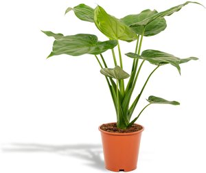 Hello Plants | Alocasia Cucullata
