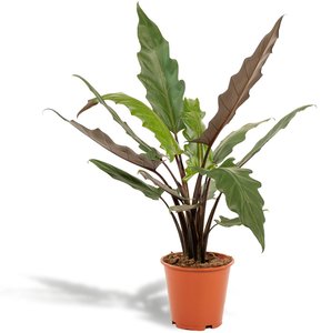 Hello Plants | Alocasia Lauterbachiana
