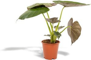 Hello Plants | Alocasia Wentii
