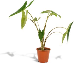 Hello Plants | Alocasia Zebrina