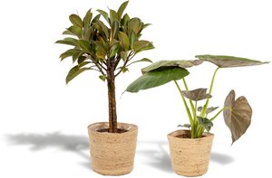 Hello Plants | Set mit 2 Zimmerpflanzen im Korb – Ficus Elastica Melany & Alocasia Wentii