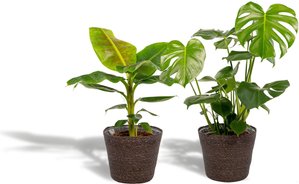 Hello Plants | Set mit 2 Zimmerpflanzen im Korb – Monstera & Bananenpflanze