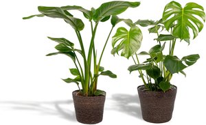 Hello Plants | Set mit 2 Zimmerpflanzen im Korb - Strelitzia & Monstera